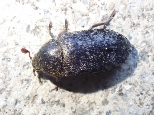 Réf. 302 463 : Dermestes undulatus